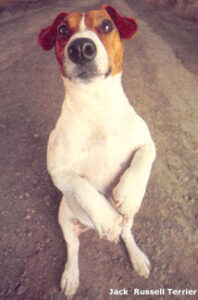 Caring for the Homestead Working Dog Image